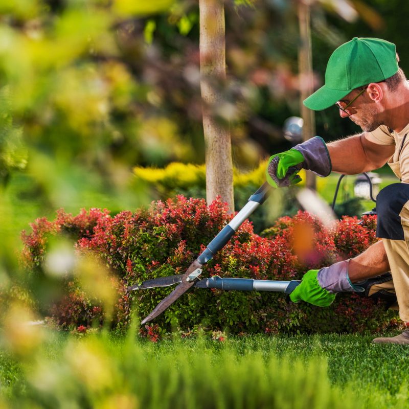 Caucasian Garden and Landscaping Services Contractor Caucasian Garden and Landscaping Services Contractor