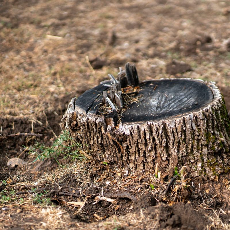 cut tree stump, environment problem of forest disaster cut tree stump, environment problem of forest disaster