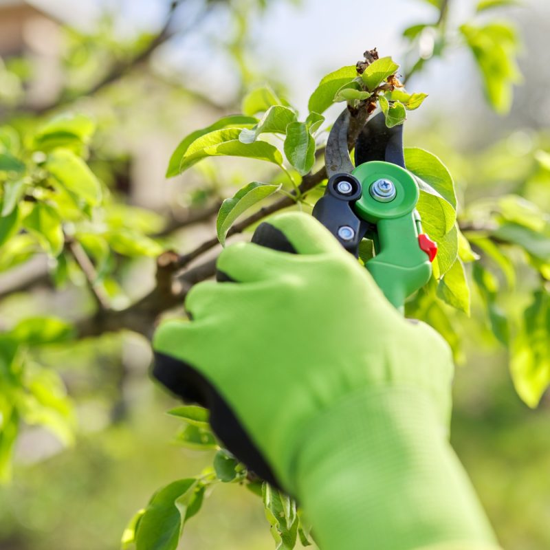 Spring pruning of garden fruit trees and bushes Spring pruning of garden fruit trees and bushes